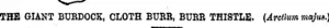 THE GIANT BUBDOCK, CLOTH BURB, BUBR THISTLE. (Arctium majus.) (Manawatu Herald, 18 April 1895)