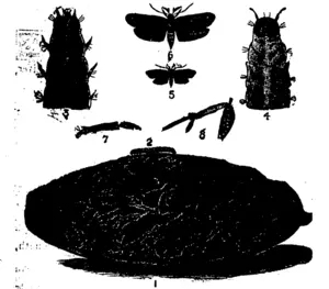 Potafco-motb, Potato Tuber-moth, Potato-Grub (Llta soUnella), (Manawatu Herald, 09 July 1895)