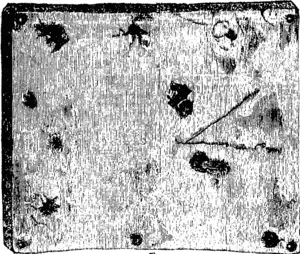 Ox-warble, Oxßot-fly, Gad-Fly (Ifypotlerma bovis). (Manawatu Herald, 11 July 1895)