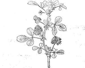 Spray of clover biwror mediok burr {Mtdicago denticulata), showing the toothed Bpimlly-coiled aeed-pods or "bnrra." Natural size, from nature. (See Leaflet  No. 6.) . *  i-■■• ■ . ■ m  Bathnnt burr {Xanthium *oiosum). Fig. 1. Apex of branch. Fig. 2. Ordinary fallsiftod lMf. Fig. 2. Detaohed burr, showing booked spines. All natural rise, from AfttWff. (Sw £wfl«t'No. 2.) (Manawatu Herald, 03 August 1895)