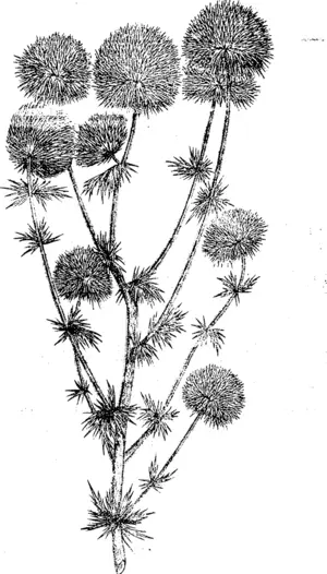 Californian Stinkweed, Diggers' Weed {Navarettia {Gilia) squarrosa). (Manawatu Herald, 03 August 1895)