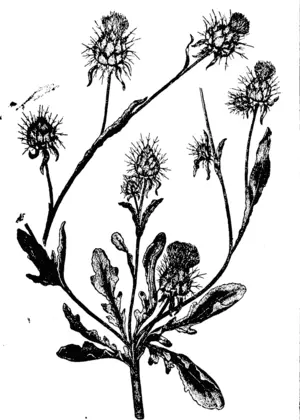 Yellow Star Thistle, St. Barnaby's Thistle. {V.oh titialU.) A native of  Europe. (Manawatu Herald, 13 August 1895)
