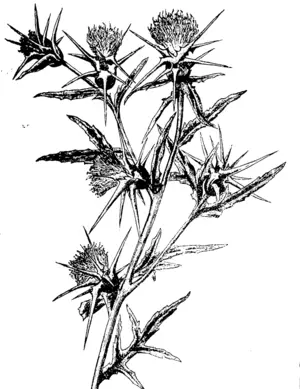 Stat Thistle (Centaurea calcitrapa.) Found in Europe, Western Asia, and  North Africa. (Manawatu Herald, 13 August 1895)