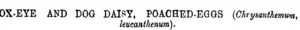 OX-EYE AND DOG DAISY, POACHED-EGGS {Chrysanthemum,  leucanthenum). (Manawatu Herald, 18 April 1896)