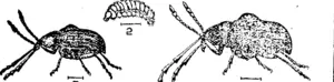 Fig. 2. Larva enlarged. 8, 4. Beetles enlarged. The lines under the figures show the natural size, (After French.) (Manawatu Herald, 07 May 1896)