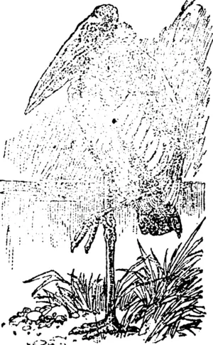 THS ADJUTAXT. (Manawatu Herald, 04 June 1896)