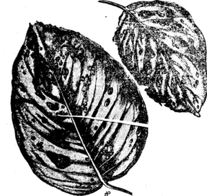 Pear-leaves, upper and lower surfaces, showing scabs formed by the mite. From nature. (Manawatu Herald, 03 June 1897)