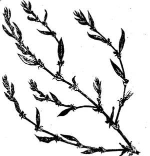 KNOT-GRASS, WIRE-WEED (Polygonum aviculare, L.). (Manawatu Herald, 04 March 1897)