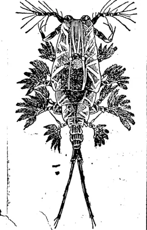 FIG. 1L—TLTISQ CREATURE OB" THE SEA. (Manawatu Herald, 25 March 1897)
