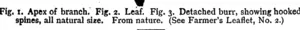 Fig. i. Apex of branch; Fig. 2. Leaf. Fig. 3. Detached burr, showing hooked spines, all natural size. From nature. (See Farmer's Leaflet, No. 2.) (Manawatu Herald, 18 June 1898)