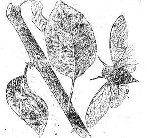Fig. 1. Portion of branch of fruit tree showing damage done by cicada. Fig. 20. Cicada, whh wings expanded. Fr. m nature. (Manawatu Herald, 22 September 1898)
