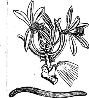 Untitled Illustration (Manawatu Herald, 08 March 1898)