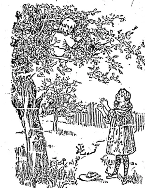 Untitled Illustration (Manawatu Standard, 06 July 1903)