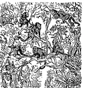 MONKEYS IN A FOREST. (Northern Advocate, 27 May 1893)