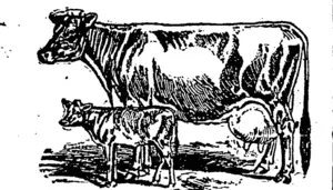 world's fair calf. I (Northern Advocate, 03 June 1893)