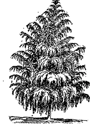 CUT LEAVED WEEPING BIRCH. (Northern Advocate, 03 June 1893)