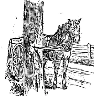 A SAFE HITCHING DEVICE. (Northern Advocate, 24 June 1893)