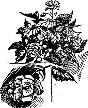DOUBLE TUBEROUS BEGONIA. (Northern Advocate, 12 August 1893)