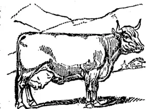 BROWN SWISS COW. (Northern Advocate, 09 September 1893)