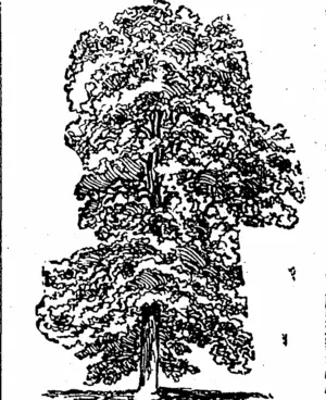 TULIP THEE (LIRIODENDRON TULIPIFEIU). (Northern Advocate, 07 October 1893)