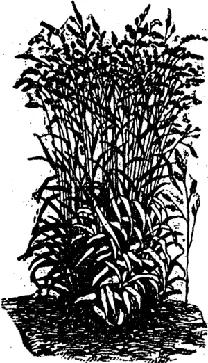 OROfiABDGRASS. (Northern Advocate, 14 October 1893)