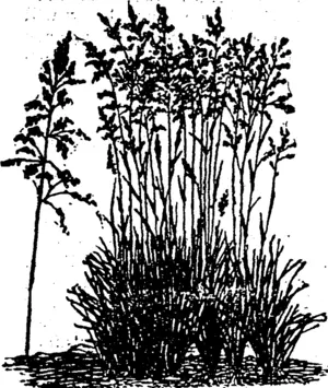 JUNE OB BLUE GRASS. (Northern Advocate, 14 October 1893)