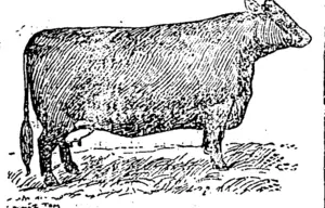 CHAMPION ABERDEEN-ANGUS COW. I (Northern Advocate, 25 November 1893)