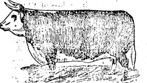 CHAiTPION HEREFORD COW. (Northern Advocate, 25 November 1893)