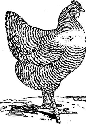 IDEAL PLYMOUTH ROCK HEN. (Northern Advocate, 09 December 1893)