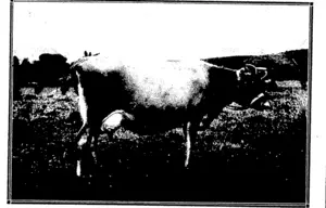 LADY SWEET'S HOLLY. (Pedigree) By Flora's Good Cheer, out of Flora Sweet, daughter of old Flora the Second. j Butterfat for month of May:-50.08 (Northern Advocate, 23 June 1920)