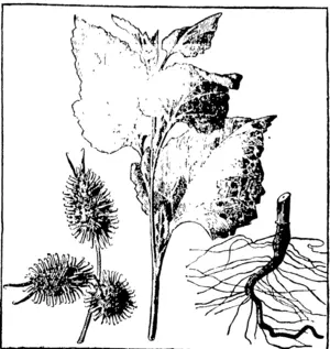 F\g. 1. Foliage and root of young plant (much reduced). 2. Cluster of fullgrown burrs (natural si/o). (North Otago Times, 28 June 1895)