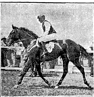 A NATIONAL HURDLES fancy, Lancer will race on Saturday. (NZ Truth, 31 July 1930)