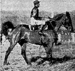TRENTHAM FORM of Hopwooc was good. He's m at Awapuni. (NZ Truth, 31 July 1930)