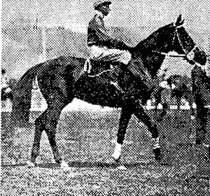 HIGH DISDAIN is one of the favorites for the Epsom. (NZ Truth, 31 July 1930)