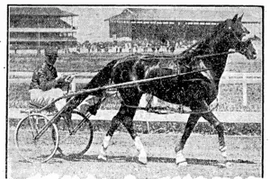 GRAND LIGHT is off a 4.32 mark m the big heat at Auckland on Saturday. He went 4.26 the last day at Addington. (NZ Truth, 28 August 1930)