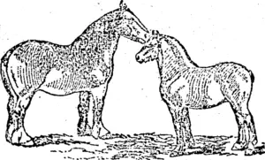 CLTDESDALE TTJZE MAKE AND FOAL. (Ohinemuri Gazette, 15 February 1896)
