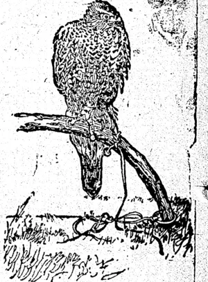 A HAWK TRAINED TO frtTRStTK GAME. (Ohinemuri Gazette, 15 February 1896)