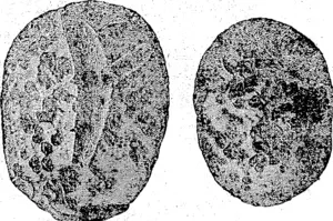 Potatoes damaged by scab.': One-half natural size. From nature. (Ohinemuri Gazette, 14 March 1896)