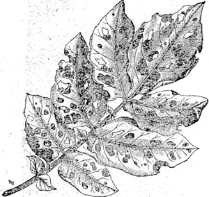 Xeaf of potato attached by fungus (Macrosporium solani). From nature, (Ohinemuri Gazette, 14 March 1896)