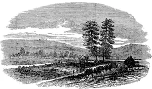 SUTTER'S MILL. (Otago Witness, 03 September 1864)