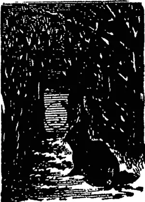 Untitled Illustration (Otago Witness, 06 July 1878)