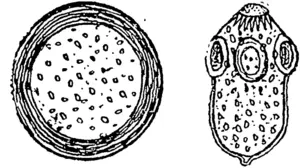 Tig. 3. Scolix, and secondary head or echino* coccus (Mag.). (Otago Witness, 06 April 1893)