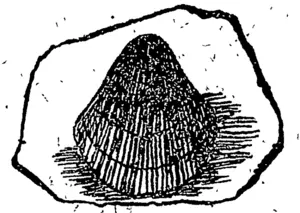 i ' Shell in.Chalk. '-' – ' (Otago Witness, 06 July 1893)