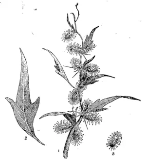 Bathurst Burr (Xanthium 'spinosum).  Fig. 1. Plant (apex of branch). Fig. 2. Leaf, full grown. Fig. 3. Burr, showing hooked prickles,  all natural size.  T. W. Kirk.  \ December 9,1893. (Otago Witness, 11 January 1894)