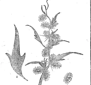 Showing root and leaves. I-fg. 2. Stem, flowers, and seed-c.ses. £ (Otago Witness, 24 March 1898)