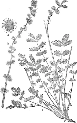 Fiff. 1. Plant showing leaves and stem. Fig 2. Upper portion nf stem bearing burrs natural pize. 3. Skiglrt burr, magnified. All figures tiom nature.  CALIFORNIAN STINKWEED, DIGGEK'S WEED (Navarettia (Gilia)equarrow). (Otago Witness, 24 March 1898)