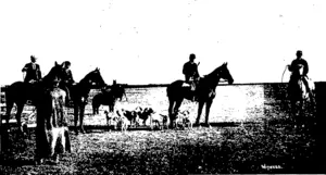 TEAMS BELONGING TO MR JOHN MFAELANE, DRUMMOND.  Winners of first prize for best harness at Southland Champion Ploughing Match. Ploughman:  J. M'Farlane, junior.  THE MEET OF THE BIRCHWOOD HOUNDS. The pack awaiting the arrival of the field. (Otago Witness, 21 August 1901)