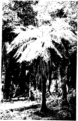 G. T. Randall, photo. TREE PERN. (Otago Witness, 17 June 1903)