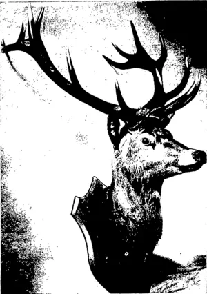 A WELLINGTON HEAD, WAIRARAPA DISTRICT. (Otago Witness, 08 July 1903)