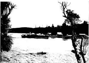 Northwood Bros., photo. A GLIMPSE OF MONGONUI, AUCKLAND, SHOWING S.S. CLANSMAN IN THE STREAM. (Otago Witness, 12 August 1903)